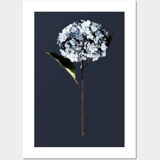 Blue Hydrangea Posters and Art